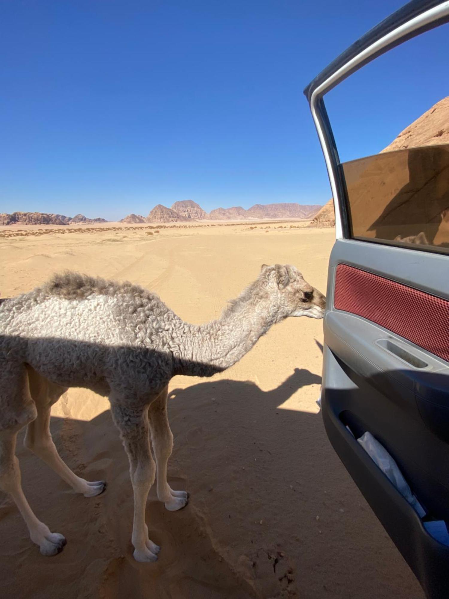 Wadi Rum Albasli Esterno foto