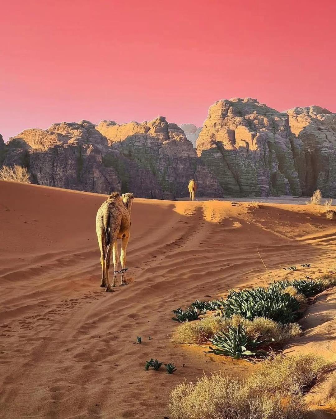 Wadi Rum Albasli Esterno foto